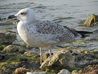 Young Herring gull walking on the seashore. Portrait of a beautiful wild bird (Larus argentatus) in nature.