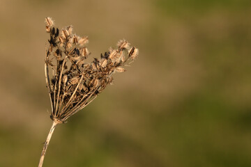 macro de fleur séchée de carotte sauvage