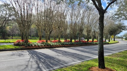 Avalon Park Florida, avenue median with flowers and grass. Photo image - obrazy, fototapety, plakaty