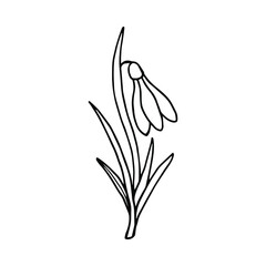 Spring flower Snowdrop. Vector stock illustration eps10. Isolate on white background, outline, hand drawing.