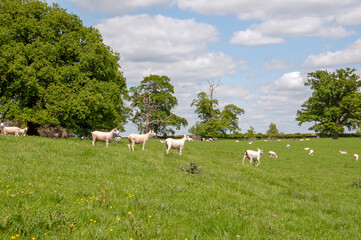 Sheep grazing in a summertime meadow.