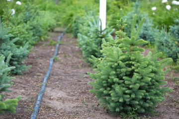Fototapeta na wymiar Silver, blue spruce pine, fir tree. Plantatnion of young green fir Christmas trees, nordmann fir and another fir plants cultivation