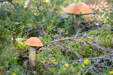 Young red-capped mushroom or scaber stalk or leccinum aurantiacum  a species of fungus in forest with a big old in a background - beautiful backdrop with copy space for text