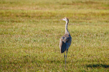 Obraz na płótnie Canvas Sandhill cranes migration in field 