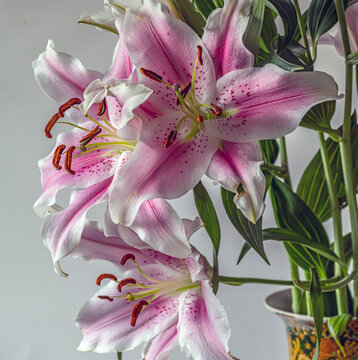 Stargazer lily on white background