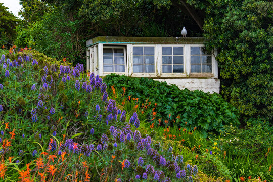 house with flowers, Alcatraz, ruins, spring, contrast, growth, decline