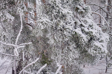 A winter day. Trees in the snow, snowdrifts. Fairytale forest.