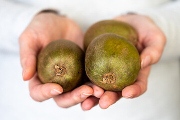 Female hands holding three kiwi on white background