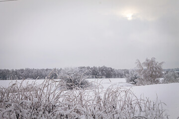 A winter day. Trees in the snow, snowdrifts. Fairytale forest.