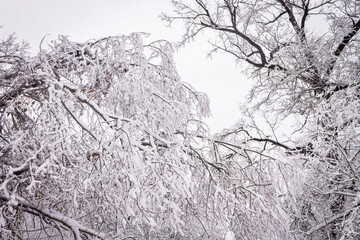 A winter day. Trees in the snow, snowdrifts. Fairytale forest.