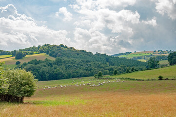 Sheep herd in a field.