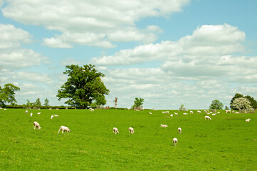 Fototapeta na wymiar Flock of sheep on a meadow.