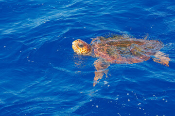 Hawkbill sea turtle Atlantic Ocean