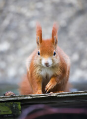 Red squirrel sitting on a wood roof, close up