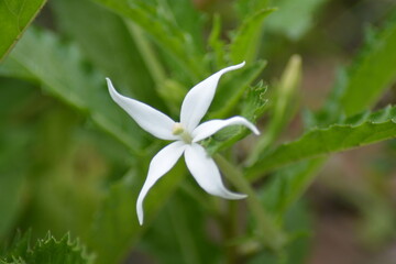 Fototapeta premium lily of the valley