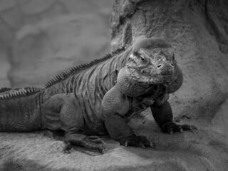 Rhinoceros Iguana, Cyclura cornuta.