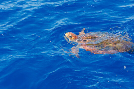 Hawkbill Sea Turtle Atlantic Ocean