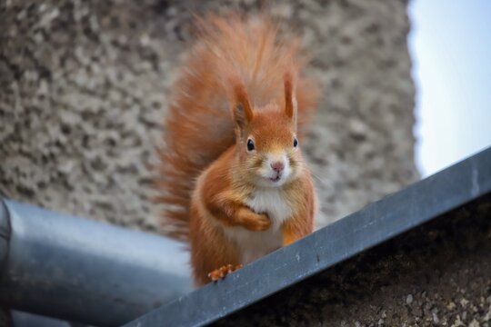 Cute squirrel sitting on a roof