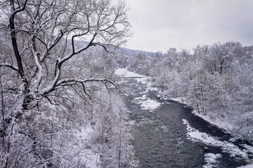 Winter forest by the river. Very beautiful natural background.