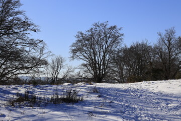 trees in the snow