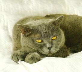 Sleepy gray British Shorthair Cat  with yellow eyes half open on  white bed  in house. World Cat Day. Selective focus.