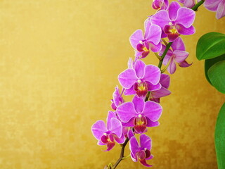  Pink flower phalaenopsis, orchids on  yellow golden  background. Floral design, close-up, copy space.