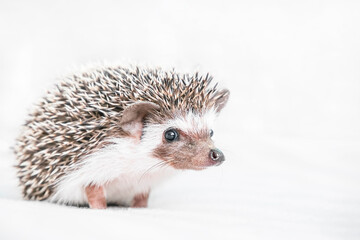Decorative African hedgehog at home. Hedgehog as a pet. Horizontal photo with low depth of field and selective focus. Cute little pygmy hedgehog looks at the camera. Hedgehog on a light background
