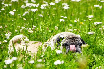Pug dog lying in green grass outdoor