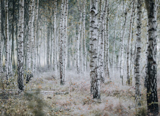birch grove in the forest