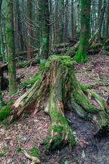 Views along the Appalachian Trail in the Great Smoky Mountains