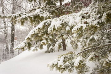 A winter day. Trees in the snow, snowdrifts. Fairytale forest.