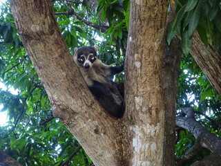 coati Costa Rica