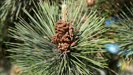 Naklejka na ściany i meble close up of a pine cone