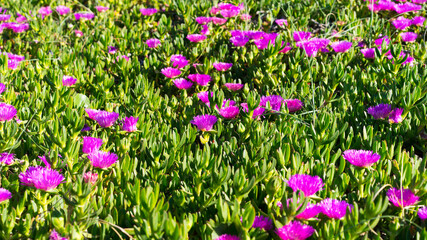 purple and white tulips