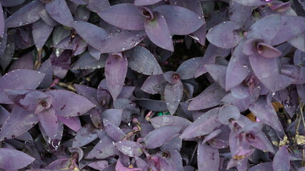 purple leaves