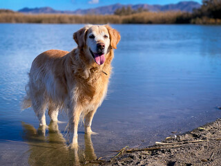 Obraz premium golden retriever in the water