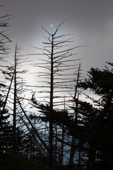 Changing Environment at Clingmans Dome in the Great Smoky Mountains