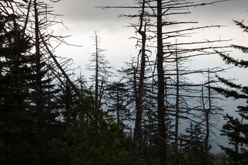 Changing Environment at Clingmans Dome in the Great Smoky Mountains