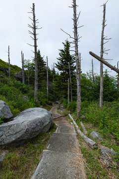 Changing Environment on Forney Ridge Trail in the Great Smoky Mountains