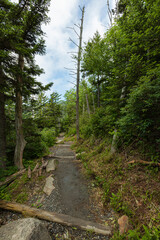 Fototapeta na wymiar Changing Environment on Forney Ridge Trail in the Great Smoky Mountains
