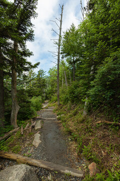 Changing Environment on Forney Ridge Trail in the Great Smoky Mountains