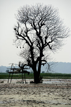 dead tree on the wet land with abandoned machan and bird nest.