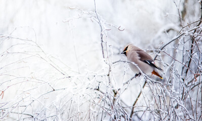 Fototapeta Waxwing (Bombycilla garrulus) bird on birch branches covered with snow in frosty winter day. Selected focus background. obraz