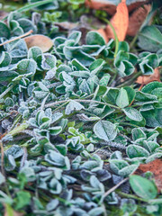 Rocio de mañana en el campo durante el invierno.