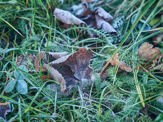 Escarcha y hojas secas en una mañana de invierno.