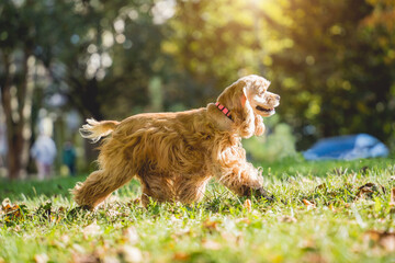 Portrait of cute american cocker spaniel dog at the park.