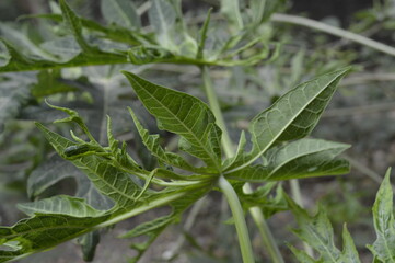 GREEN LEAFS OF POTTED PLANT