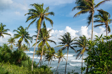 Fototapeta na wymiar Green tropical palm trees swaying in wind over blue ocean waves and blue sky and puffy clouds in Fiji
