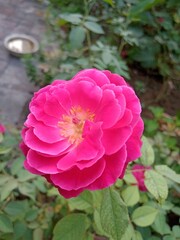 Closeup shot of Rose with Blur Nature Background.