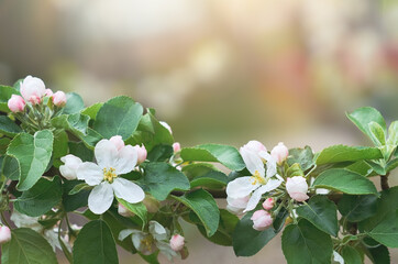 Spring background. Apple tree flowers with green foliage